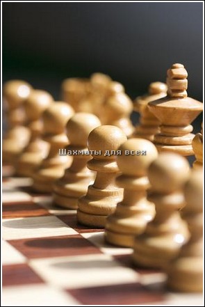 Шахматы flash chess