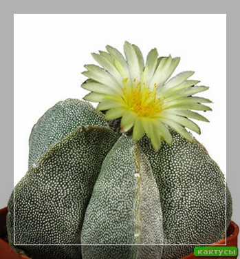 Кактус lophophora