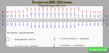 Кактус полив