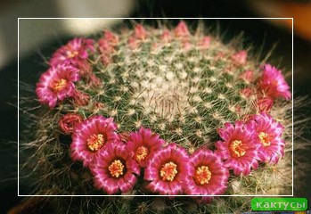 Кактус echinopsis calochlora