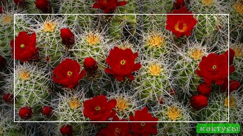 Кактус lophophora williamsii купить